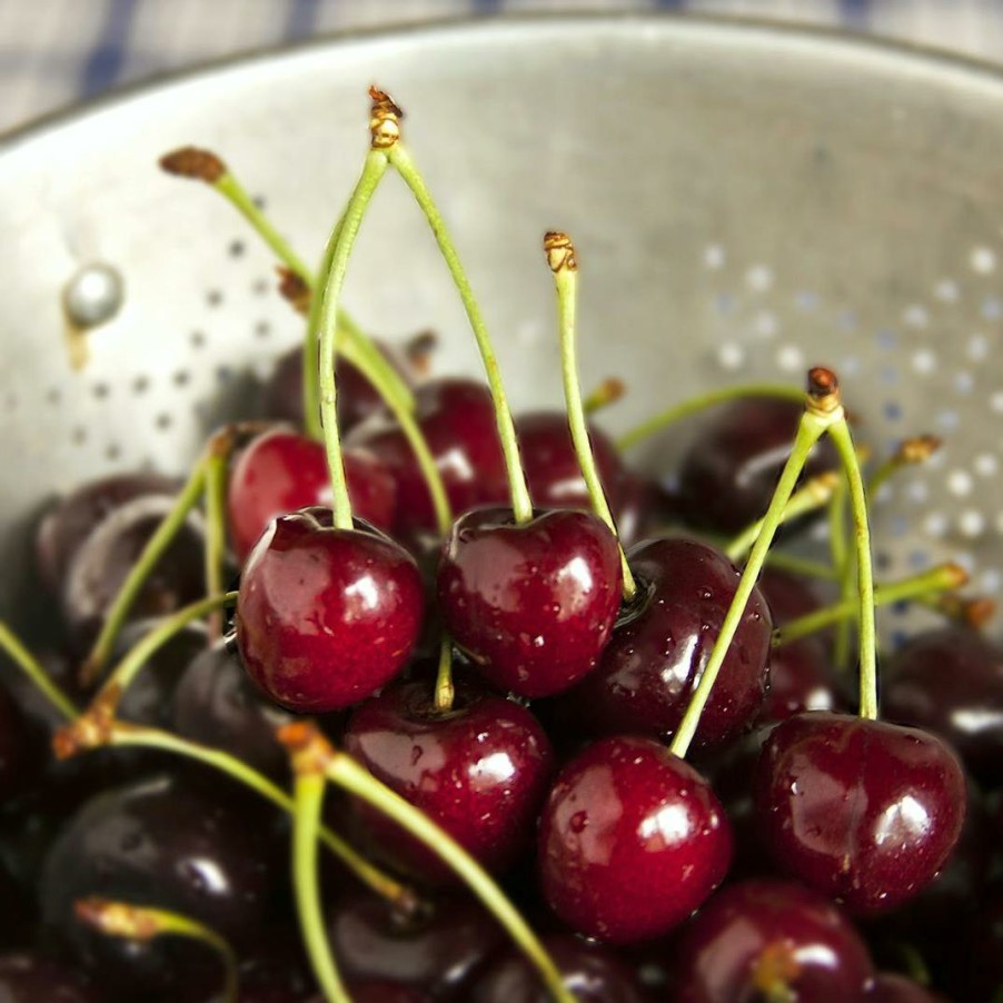 Foods Wunsch Family Farm Fruits | Sour Michigan "Balaton" Cherries - 9 Lbs