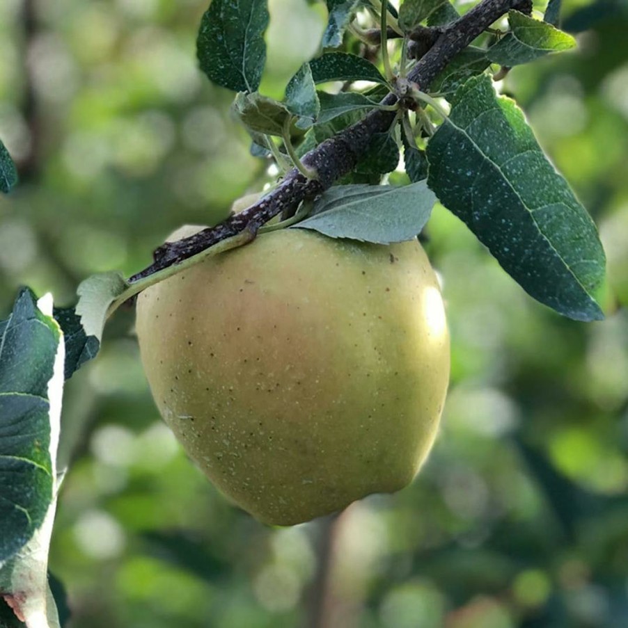 Foods Melissa's Produce Fruits | Green Dragon Apples - 3 Lbs.