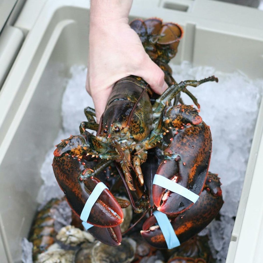 Foods Wellfleet Shellfish Co. Lobster | 1.5 Lb. Lobsters - 10 Pack