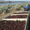 Foods Chelan Fresh Farms Fruits | Fresh Jumbo Premium Sweet Cherries - 5 Lbs.