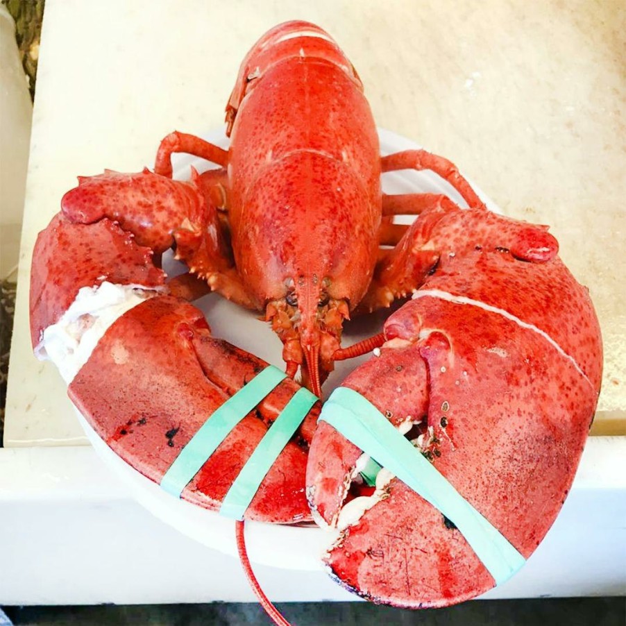 Foods Beal's Lobster Pier Lobster | Live 1.5 Lb Lobster - 4 Pack