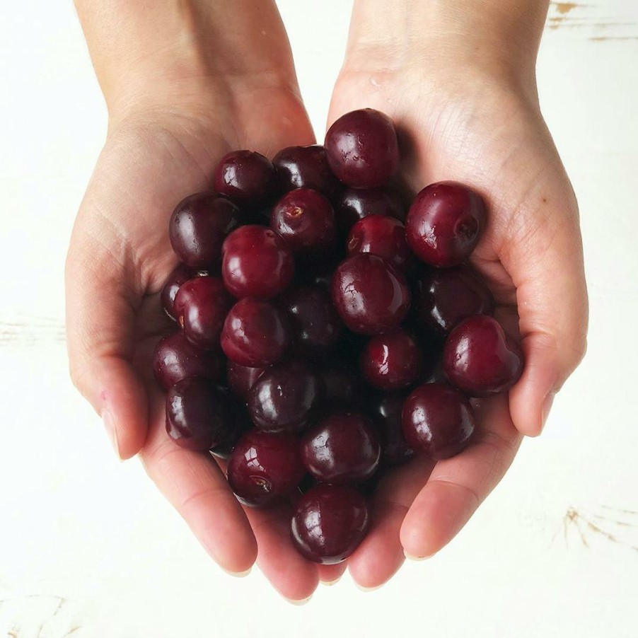 Foods Wunsch Family Farm Fruits | Sour Michigan "Balaton" Cherries - 3 Lbs