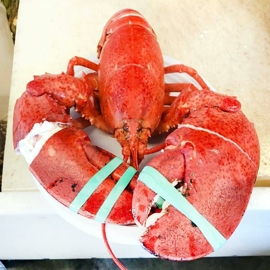 Foods Beal's Lobster Pier Lobster | Live 2 Lb Lobster - 6 Pack